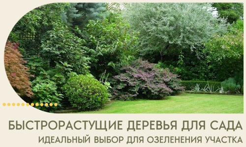 Быстрорастущие деревья для сада идеальный выбор в Оренбурге