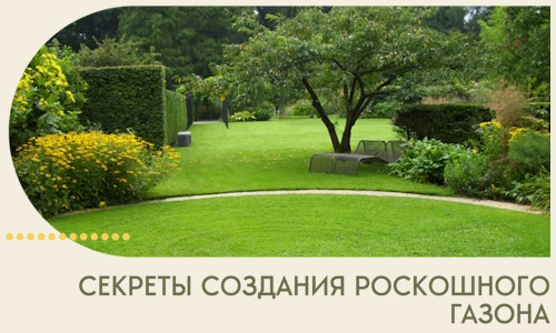Секреты создания роскошного газона в Оренбурге